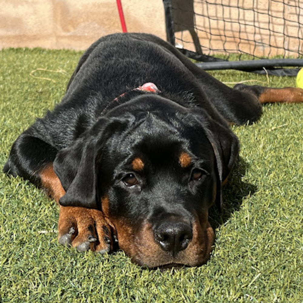 Meet your Posher, O.M.